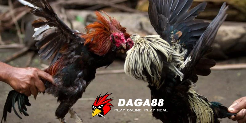 Home Page 7 Giới thiệu về Daga88
